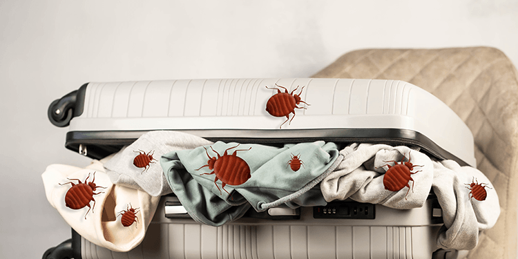 bed bugs on luggage